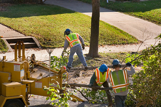 Best Dead Tree Removal  in Covington, KY